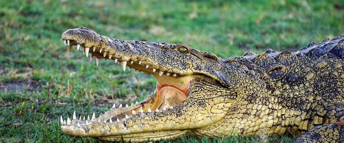 crocodile-8562443_960_720