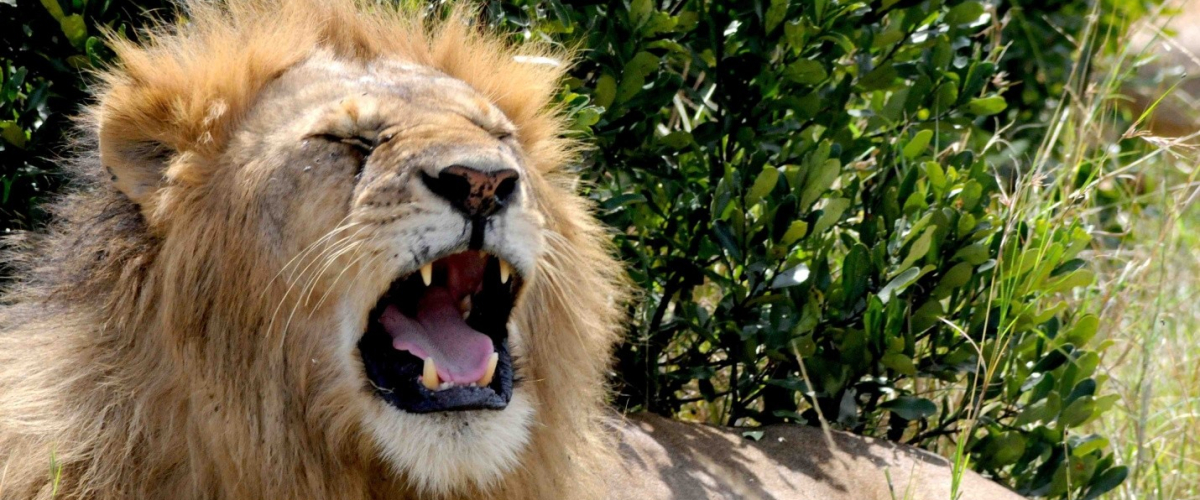 lion roar